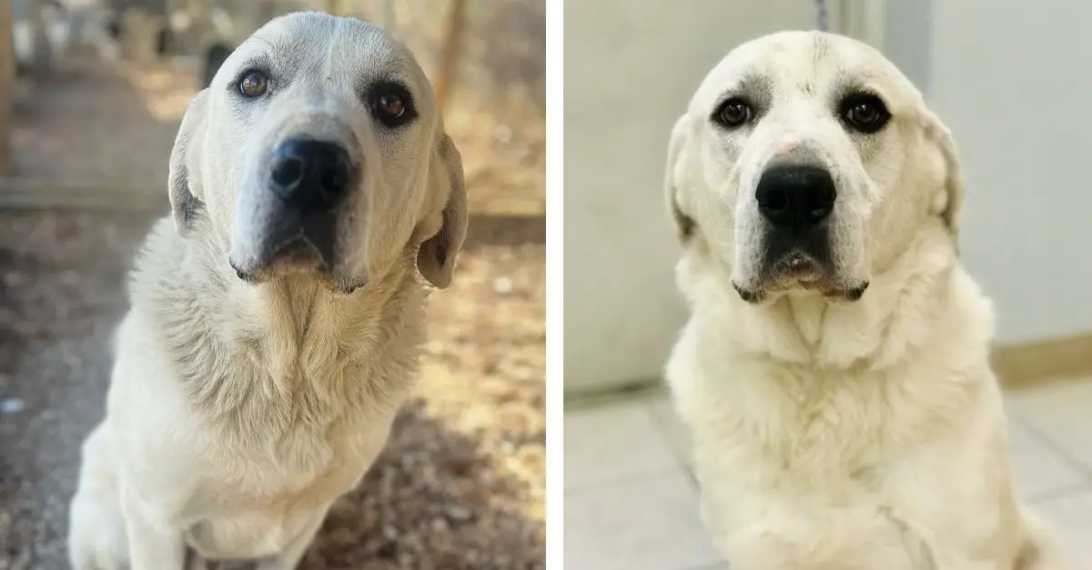 Shelter Personnel Devastated as Their ‘Adorable Deaf Dog’ Remains Unnoticed for Two Years
