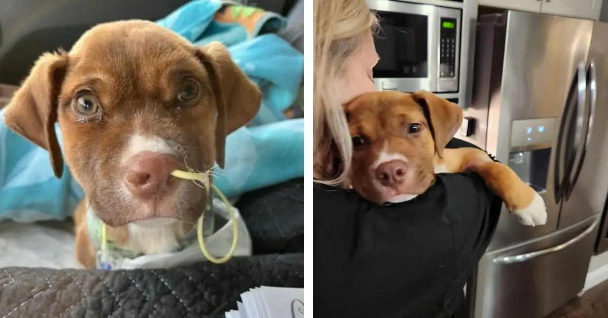 A truck driver in Missouri was shocked to discover an abandoned puppy inside a dumpster.