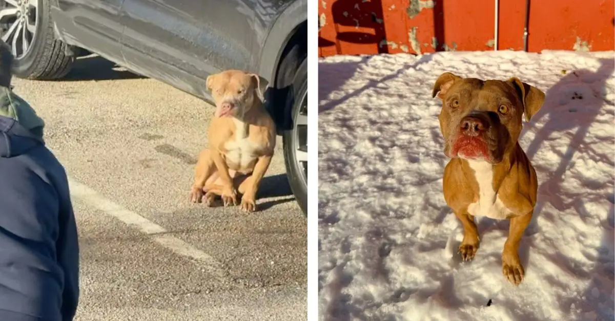 Rescuers were astonished to discover this puppy shivering in a parking lot, prompting them to come to his aid
