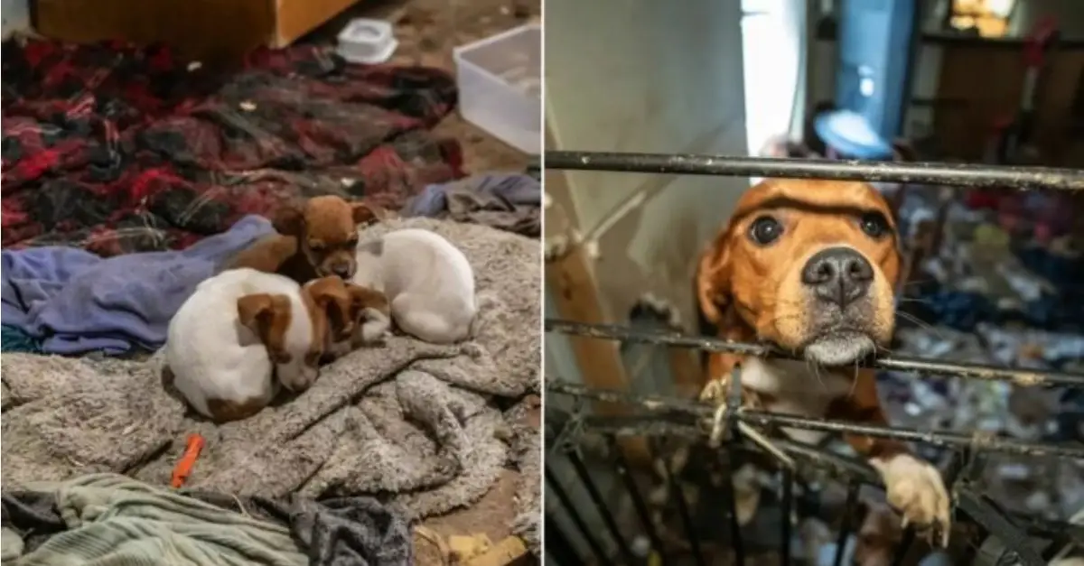 Rescuers successfully rescued 23 dogs, including small puppies, from the deplorable conditions of a trailer home