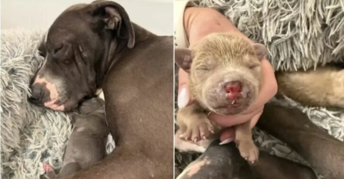 Rescue workers express outrage after a person abandoned a dog and its puppies on a freeway during a fire in Los Angeles