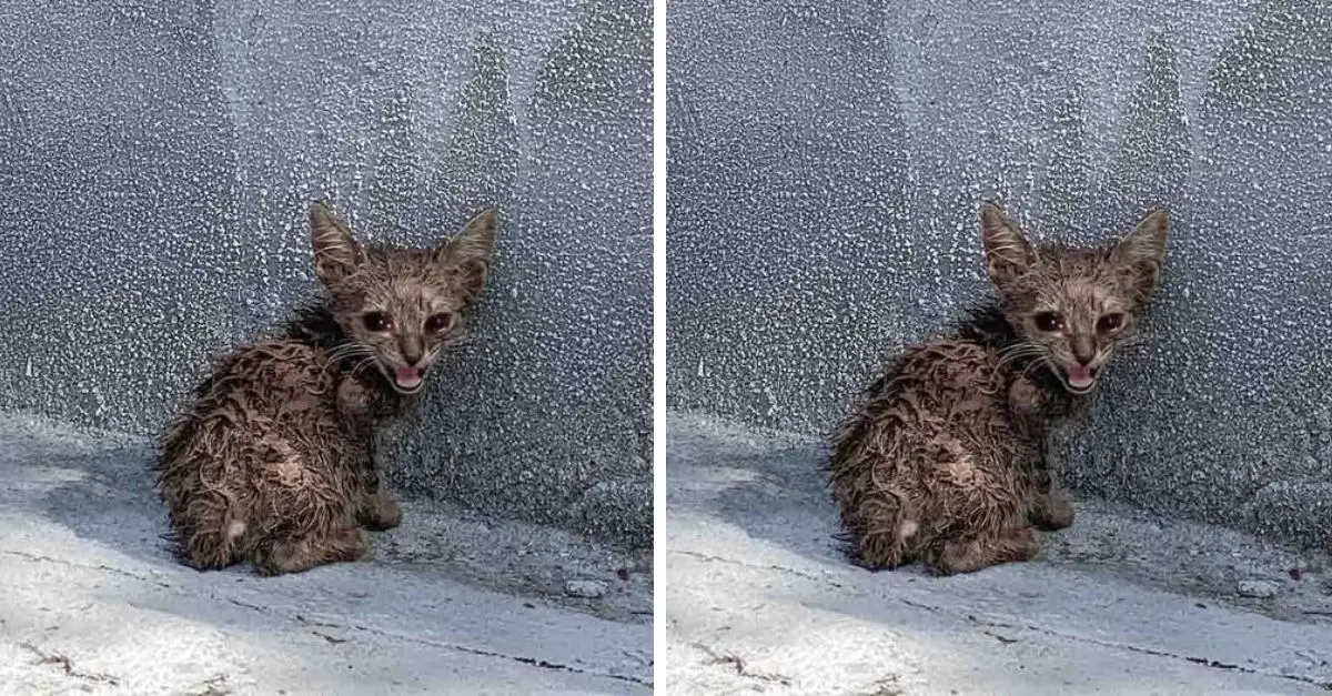 The kitten was still lying in the corner, scared, meowing loudly but no one paid any attention to it