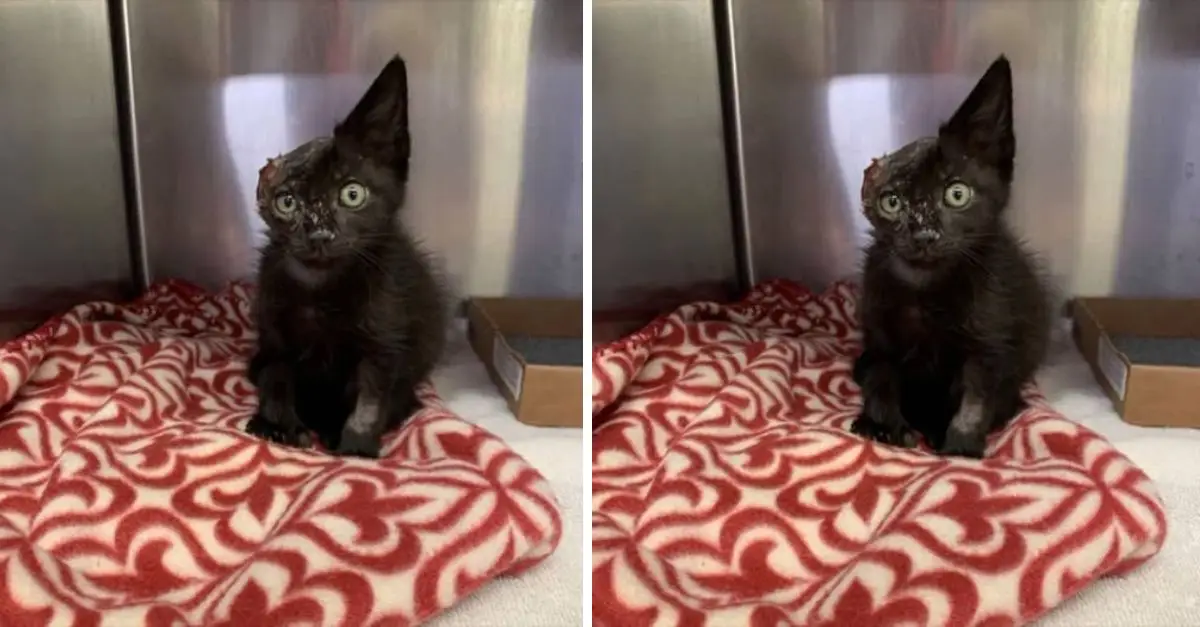 This unfortunate little kitten, possessing one charming ear and a heart brimming with bravery, endured a vicious animal attack