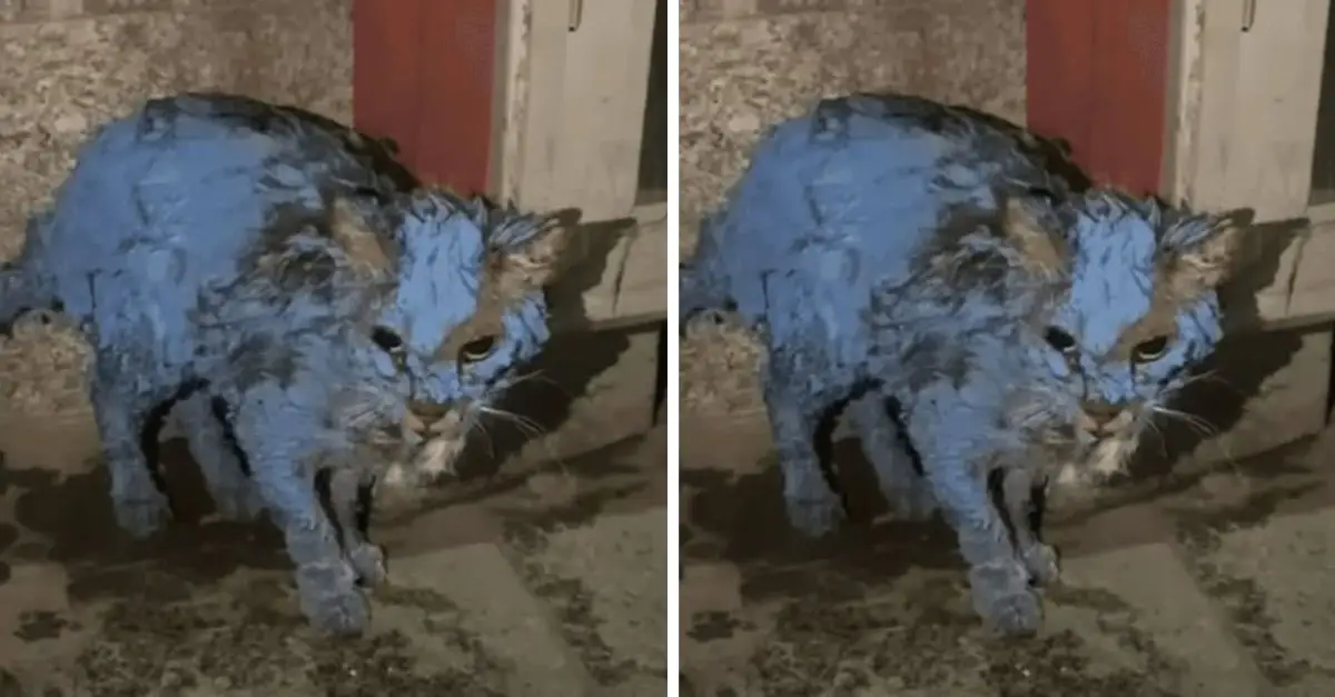 This unfortunate kitten was coated in an enigmatic substance, and the reality was much more distressing than anticipated