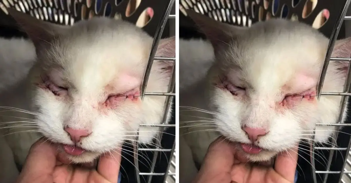 Abandoned Blind and Deaf Cat with an Uncommon Condition Saved from a Life of Distress