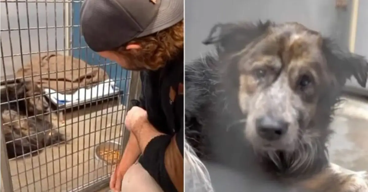 A Deeply Depressed Dog at a Texas Shelter Encounters a Man Who Transforms His Life