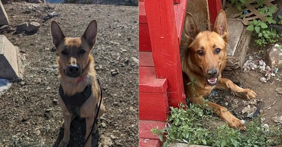 After Losing Her Puppies, This California Dog Mom Determined to Be the Most Extraordinary Stepmom She Could Be