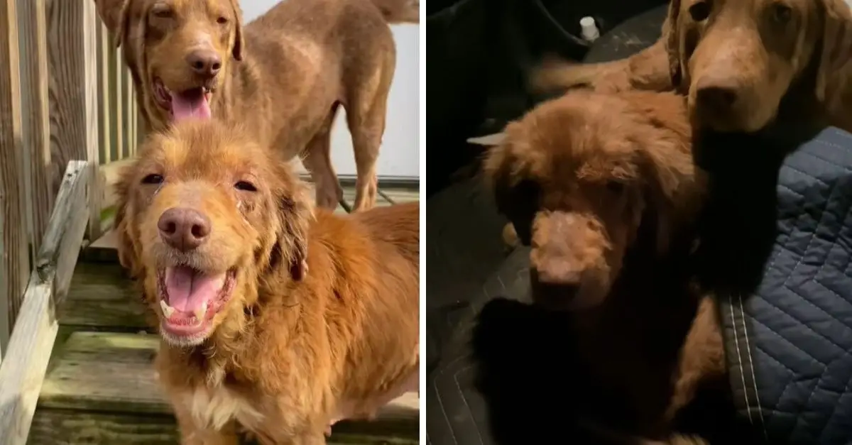 Two dogs who once struggled to survive under a Texas roof are now healthy and active companions in their new home