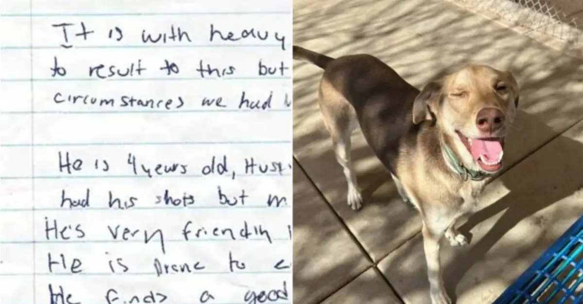 Arizona Shelter Personnel Discovers Dog Secured in Parking Lot, Subsequently Uncovers Heartbreaking Note Accompanying Him