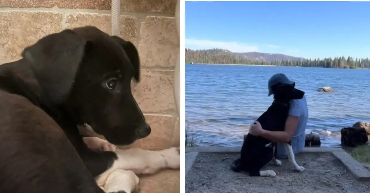 A Timid Puppy in Los Angeles Undergoes a Remarkable Transformation Following a Special Encounter