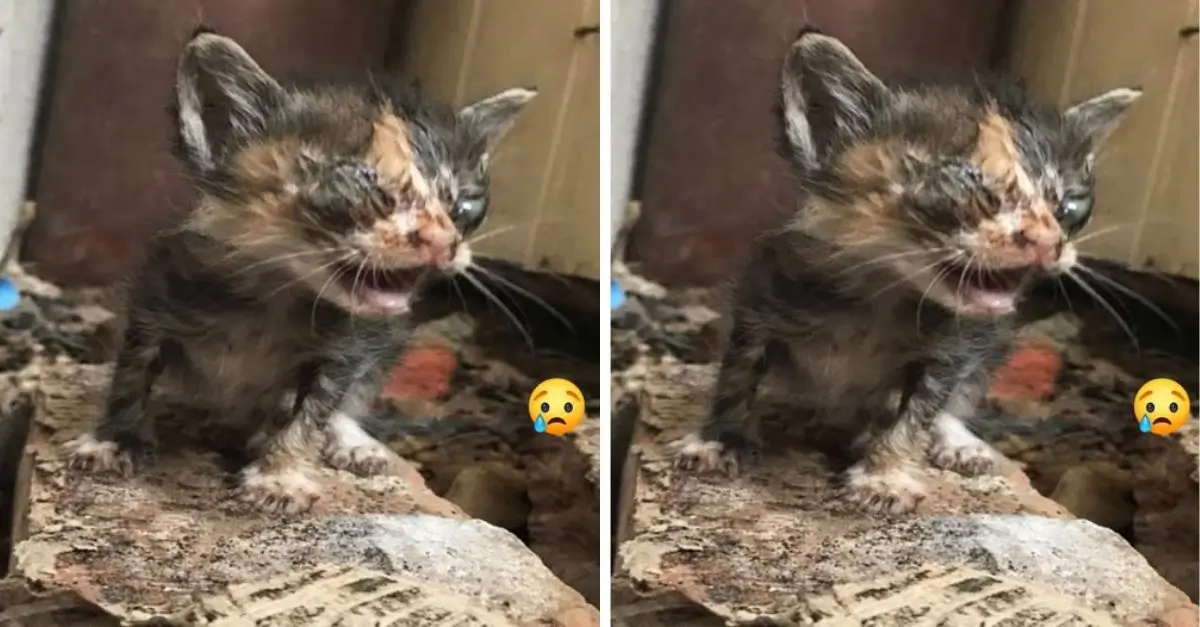 They recently rescued a cat who had endured months of suffering, left in horrible conditions with no one to care for it