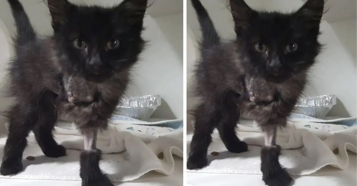 The poor kitten was abandoned, she came to the shelter earlier this week and had to have her front legs amputated