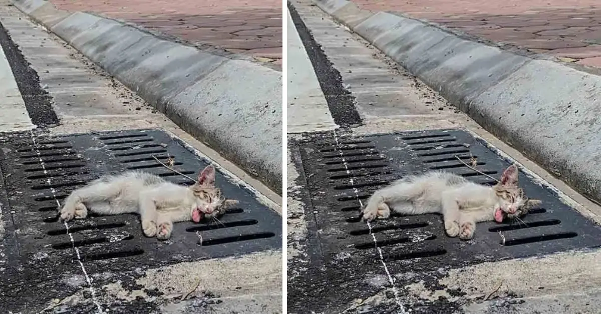 The poor kitten was abandoned and suffered from heatstroke, leaving him immobile