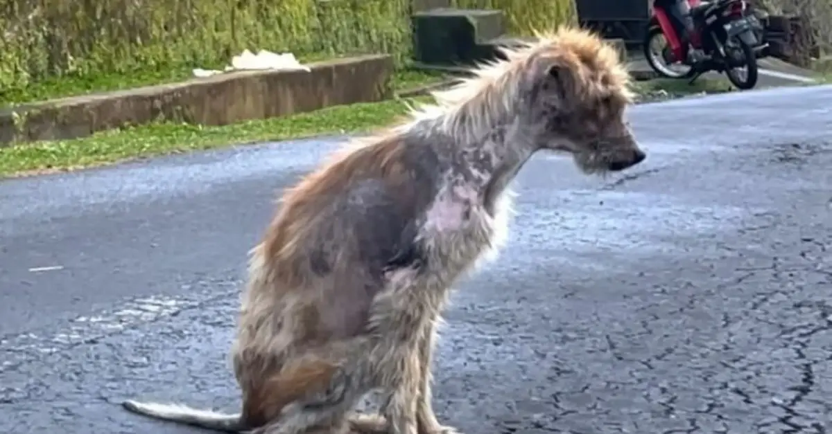 Rescuers successfully saved a malnourished and ill dog, only to discover an astonishing truth about his background