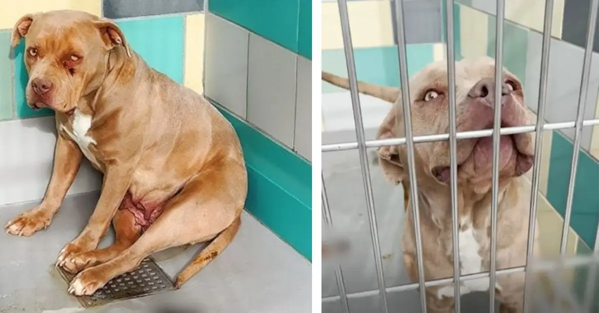 A terrified Pit Bull was on the verge of being euthanized when an extraordinary event occurred