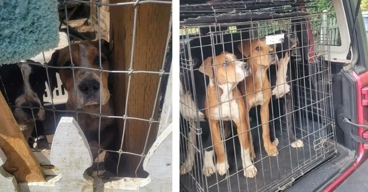 Rescuers were taken aback upon finding a confined yard that housed numerous small puppies in urgent need of assistance