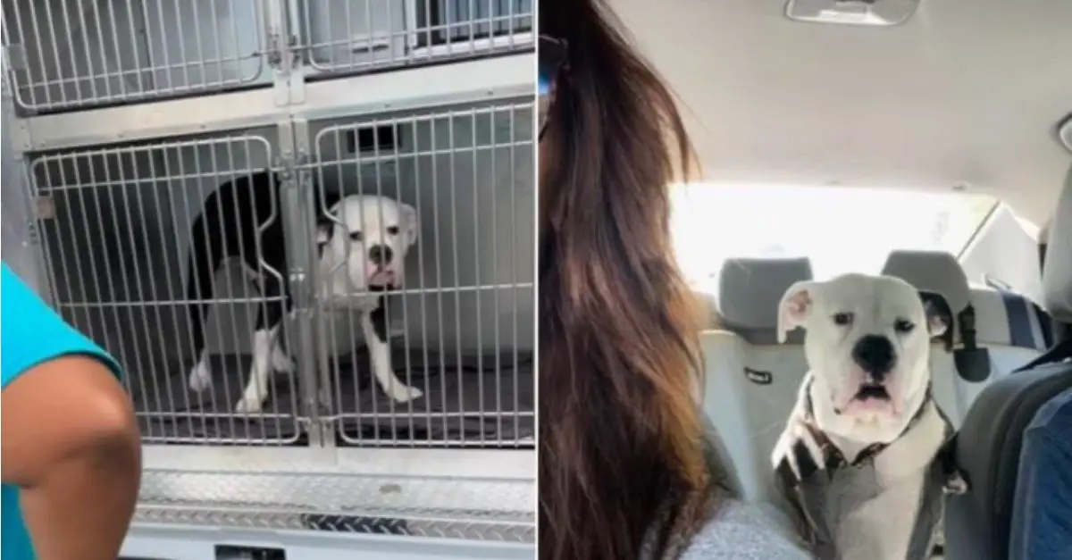A couple who recently experienced the loss of their dog to cancer has taken action to rescue a gentle puppy that was scheduled for euthanasia