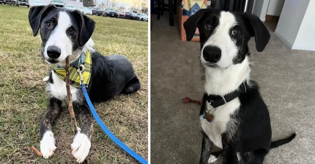 Rescuers were taken aback when this dog was brought to the shelter due to the owner’s inability to provide proper care