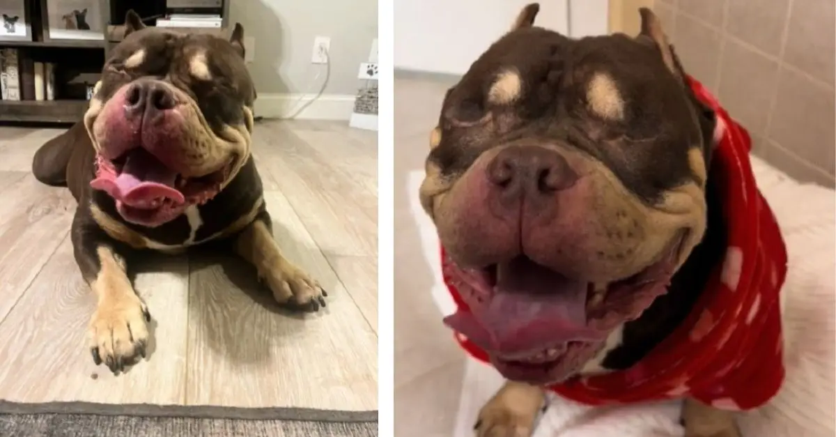 A visually impaired dog, relinquished by its owners, was on the verge of being euthanized when an unforeseen event occurred