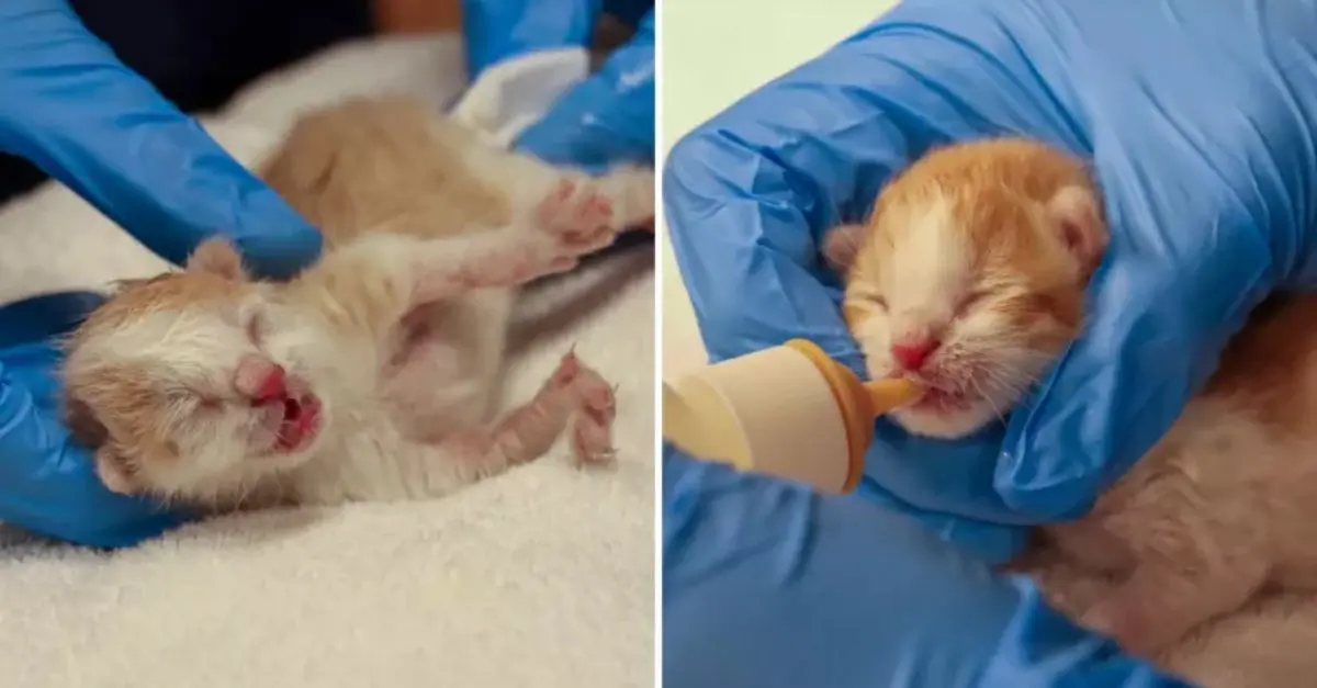 Kittens Struggle for Survival After Being Discovered Bound with Zip Ties to a Shopping Cart