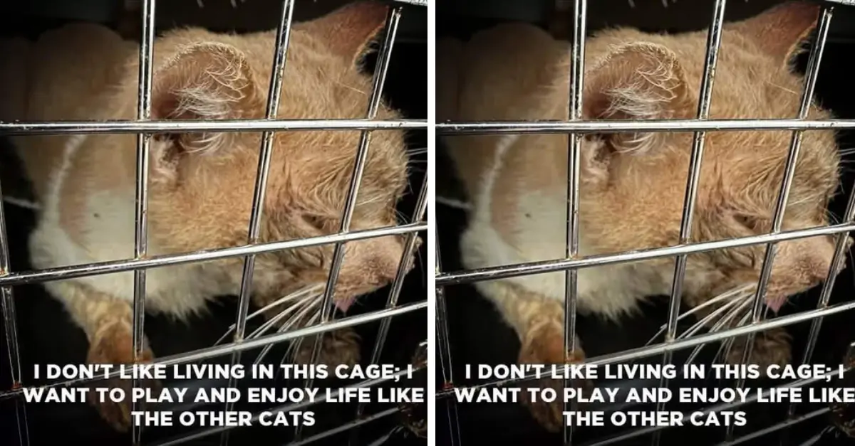 I don’t like living in this cage, I want to play and enjoy life like the other cats ‎