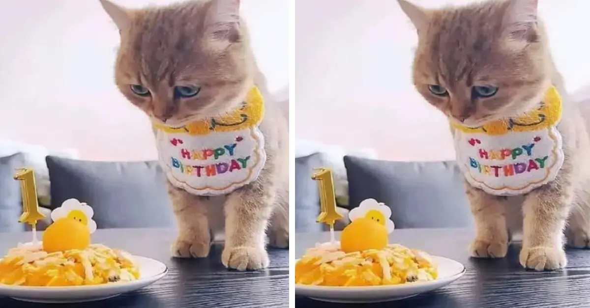Today is the day I turn 1 year old, would you send me your birthday wishes? 