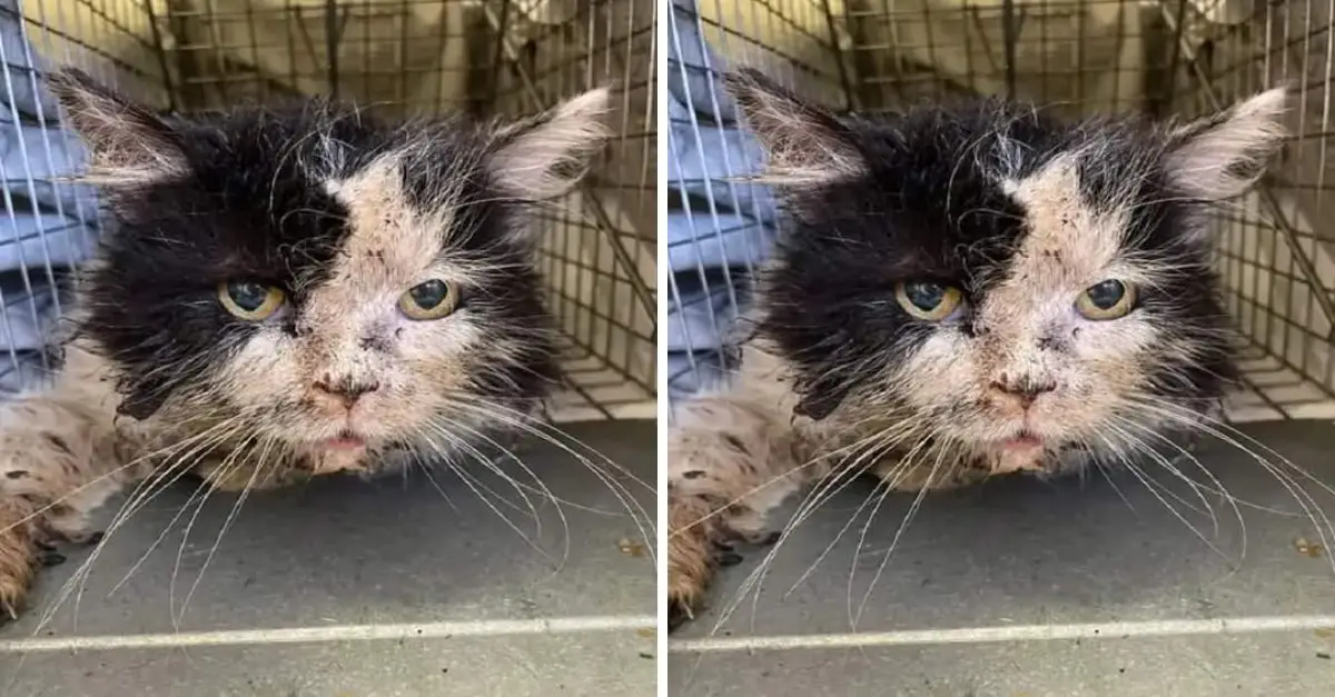 I have been in the shelter for many years, and now I long to have a forever home ‎