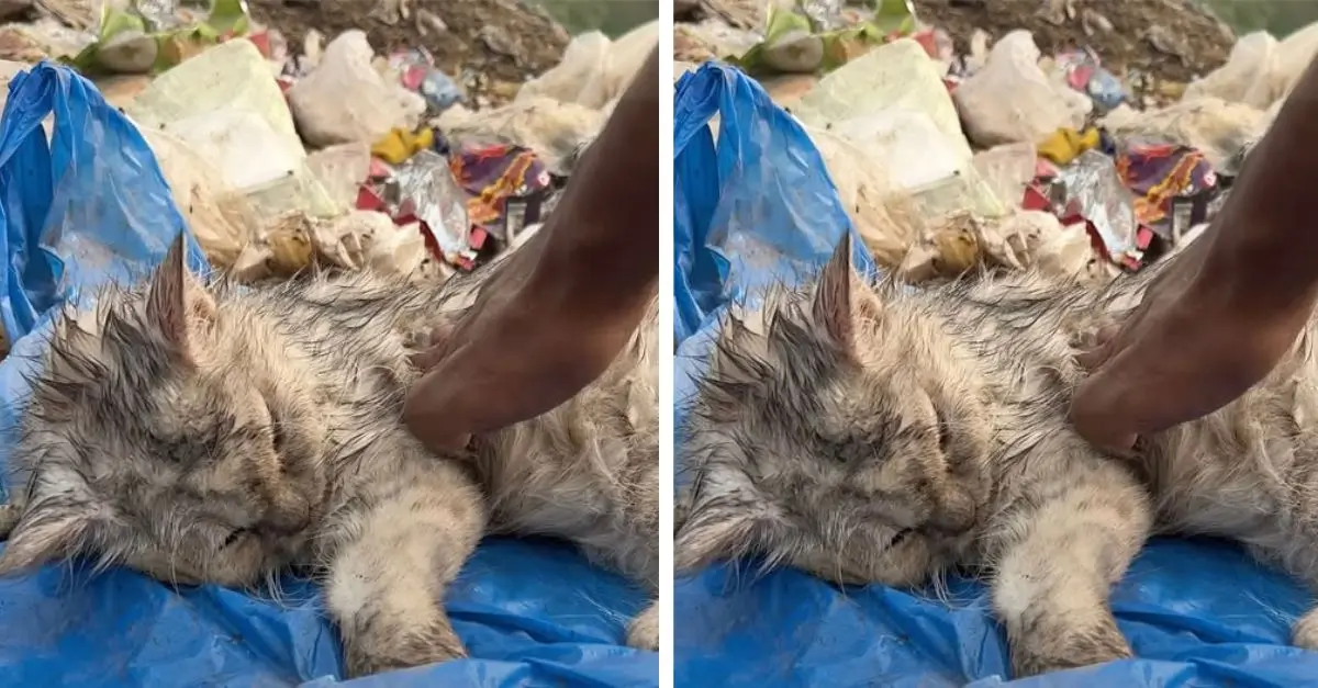 Thin, Odorous, and Infested with Fleas, This Cat Appeared to Be on the Brink of Departing from Life