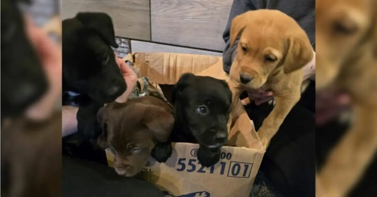 Heartbroken as Missouri rescuers discover someone left a box of furry puppies at a shelter