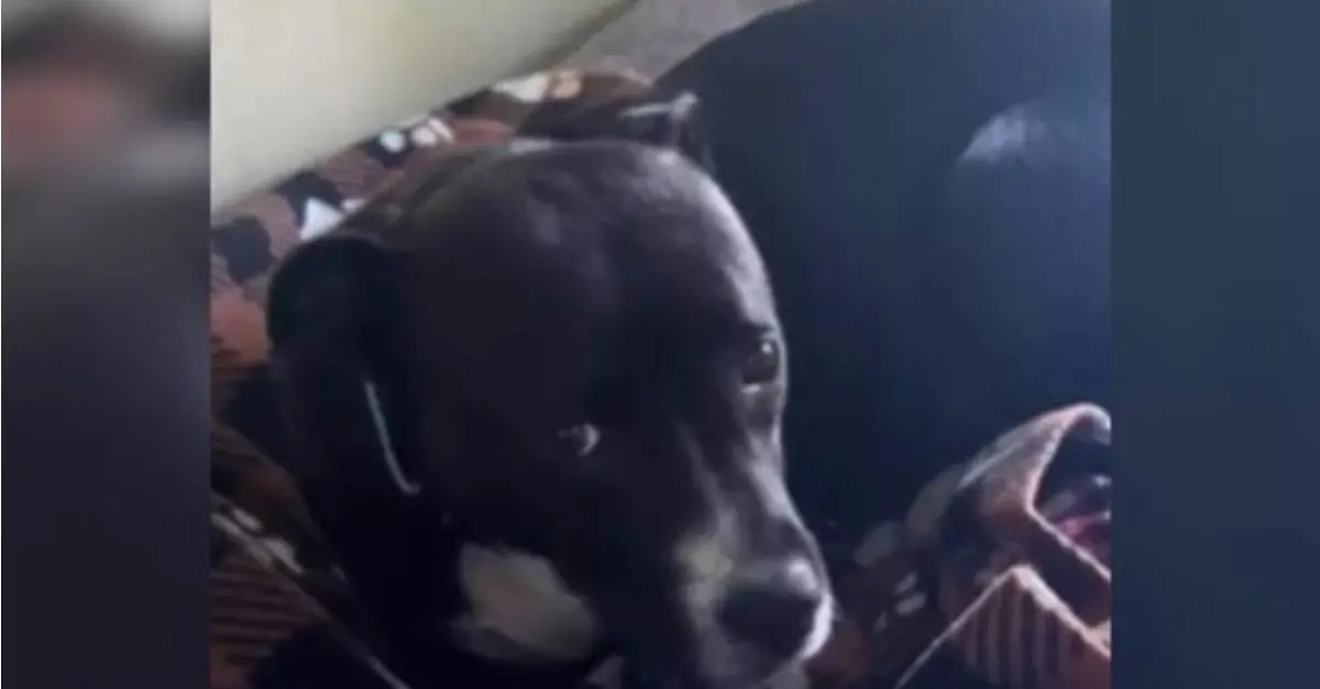 Devastated Mother Dog Ignored at Georgia Shelter Following the Adoption of All Her Puppies