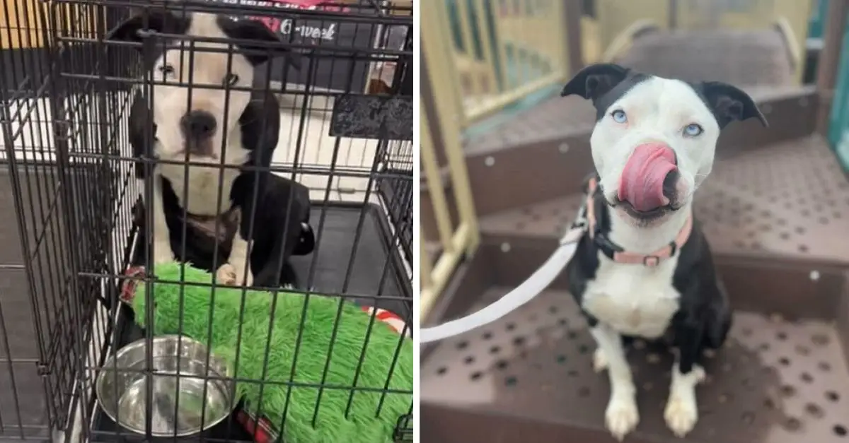 A Puppy from Oklahoma Experienced Heartbreak When Her New Family Chose to Surrender Her After Just 11 Days