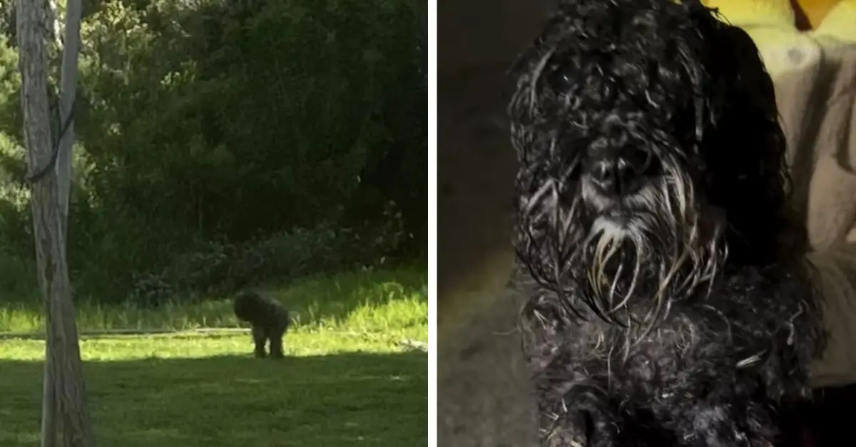 California rescuers discovered a dog that had been abandoned in a park, only to uncover something even more astonishing