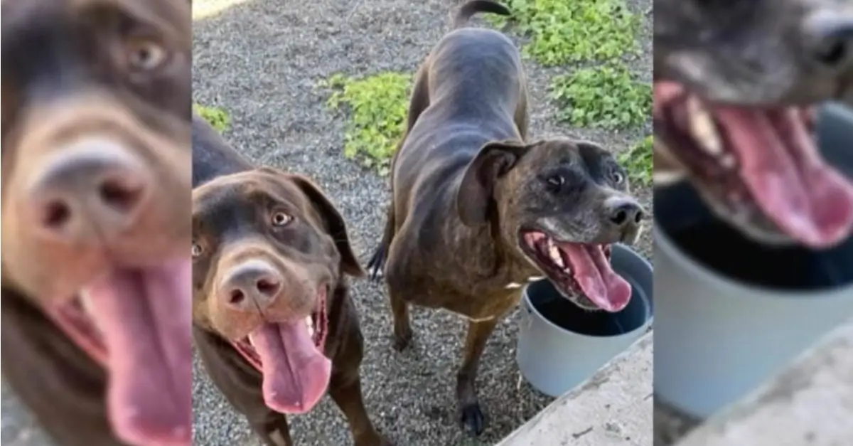 A California veterinarian was perplexed upon discovering that these pet owners chose to euthanize their two healthy dogs
