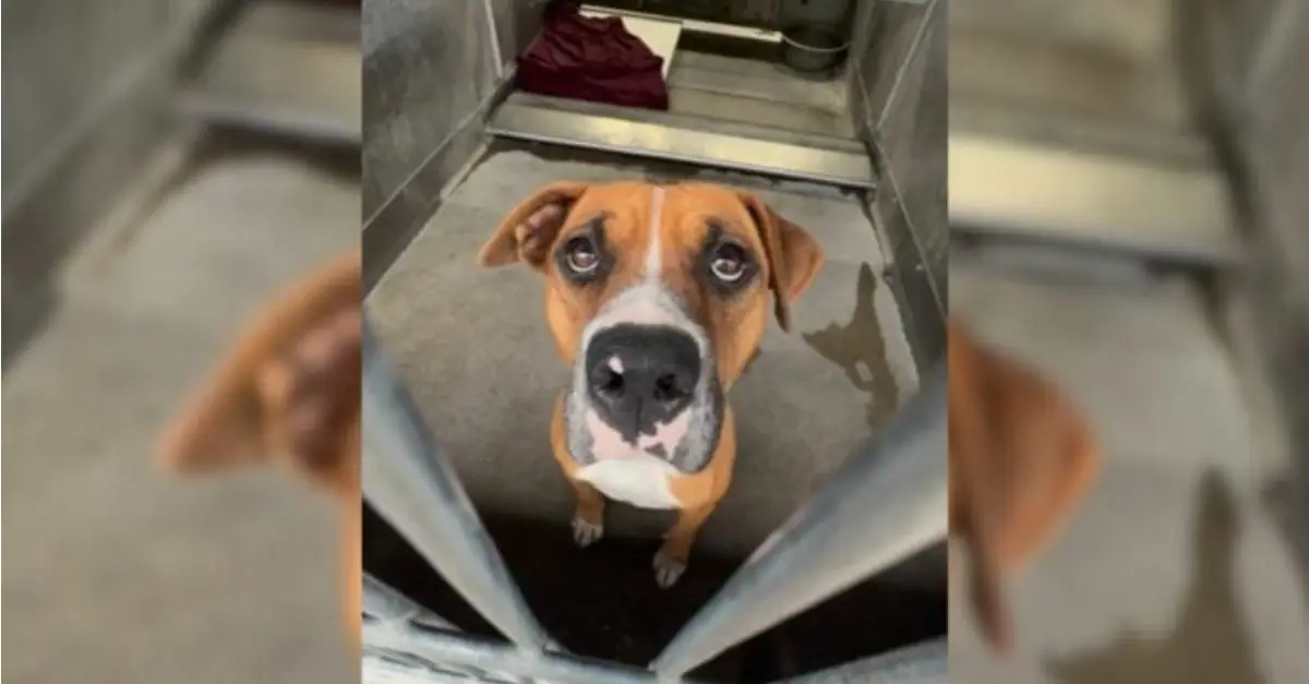 A Dog in a California Shelter, Shaking Uncontrollably, Was Miraculously Rescued Just 10 Minutes Prior to Euthanasia