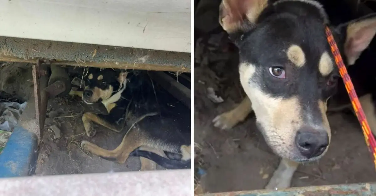 The frightened puppy from California, who was concealed beneath an old boat, begins to trust his rescuer