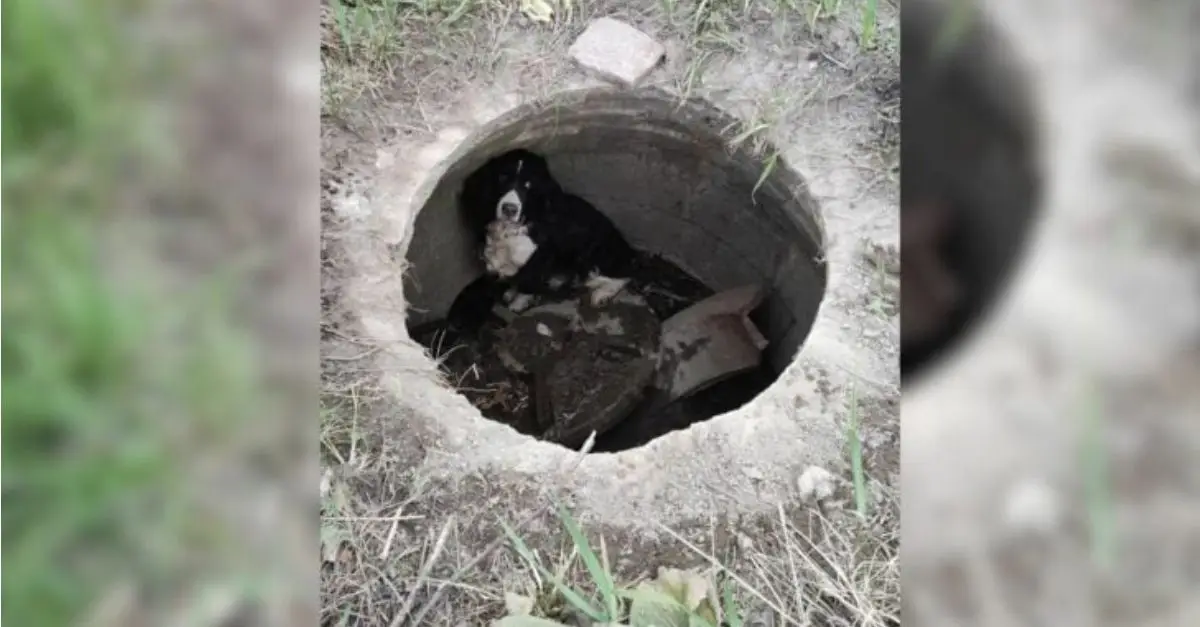 Massachusetts firefighters were responding to a car fire when they found something hairy in a storm drain
