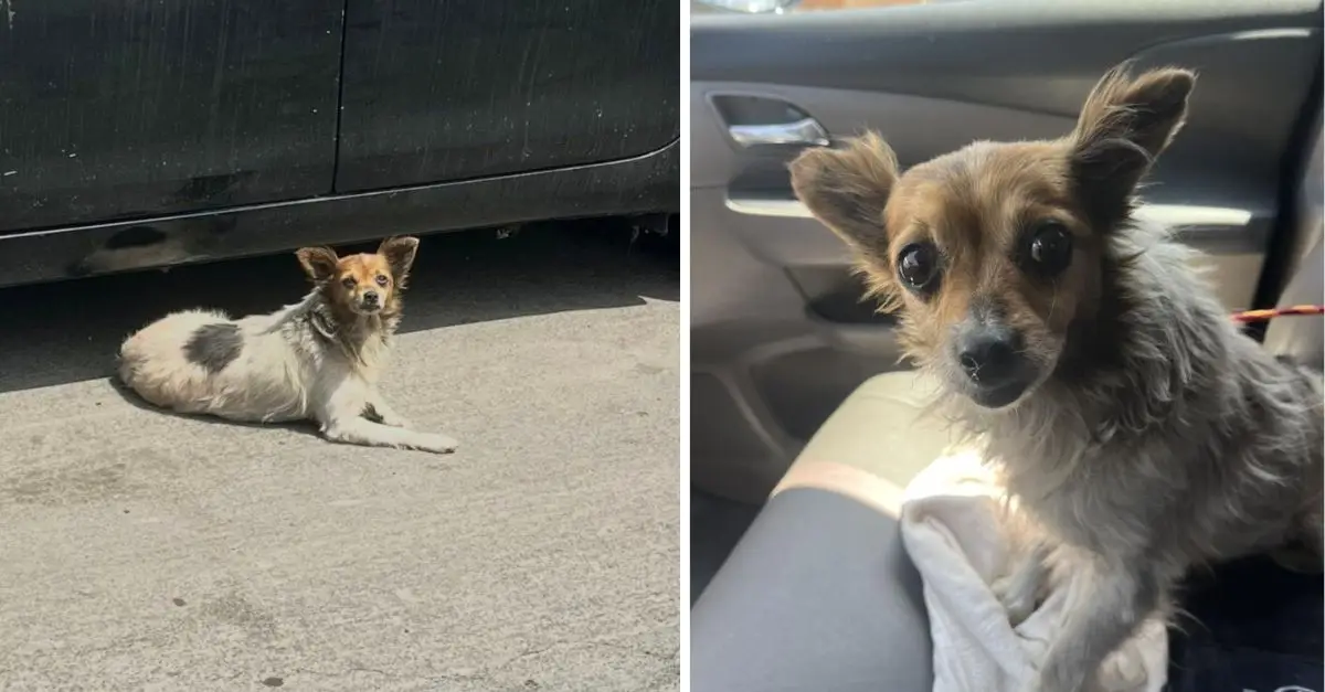 A Small Starving Puppy Residing On A Freeway Ramp For Several Weeks Discovers Safety Thanks To A Rescuer From California