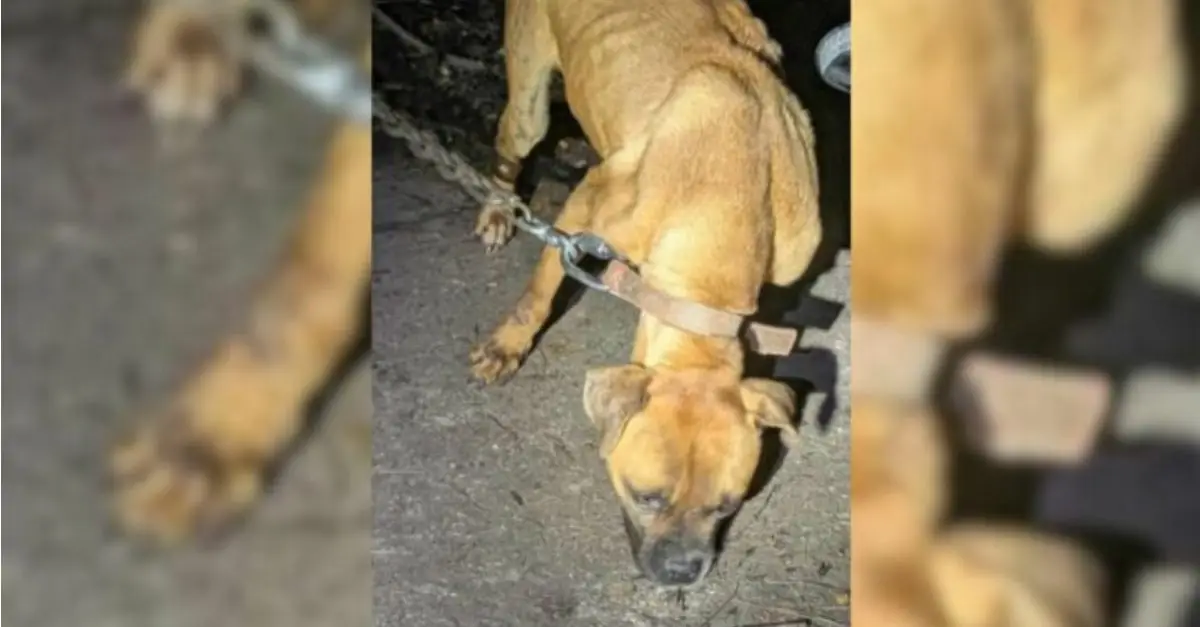 A Malnourished Pup from North Carolina, Who Has Longed for Love Throughout Her Life, Receives a Second Chance