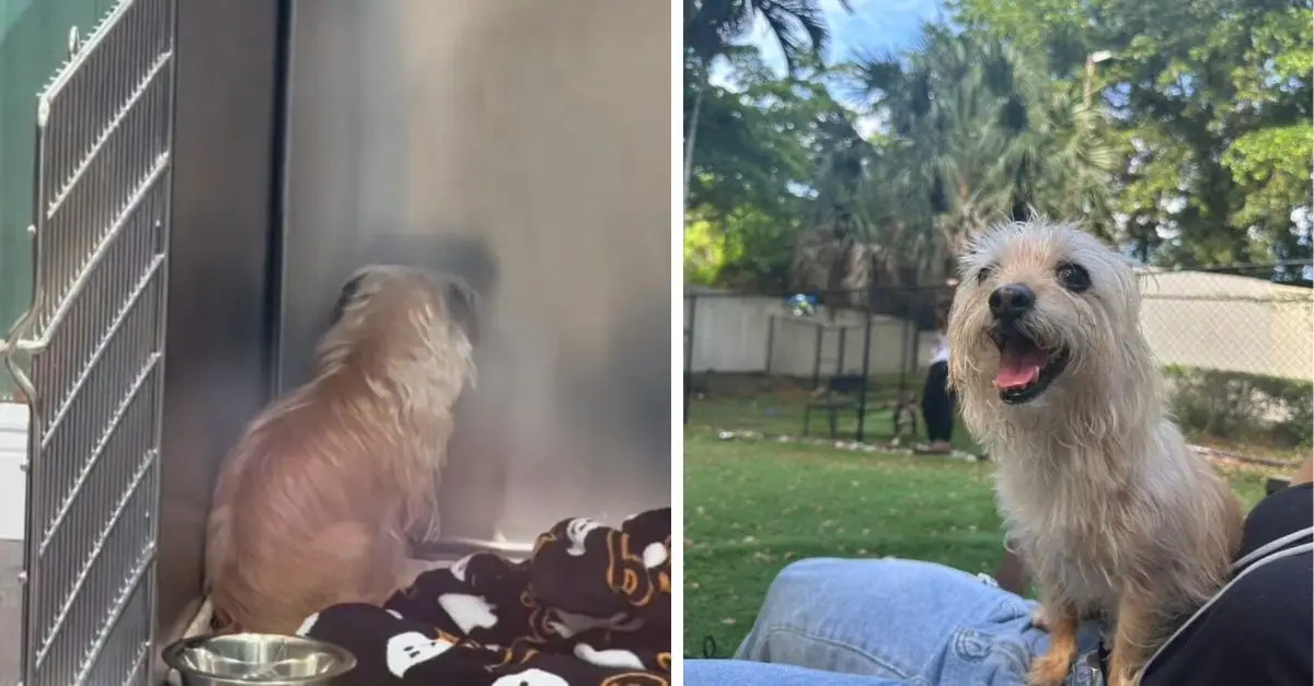Florida rescuers were devastated by the sight of this puppy who gazes at a wall for days, as no one showed interest in adopting her