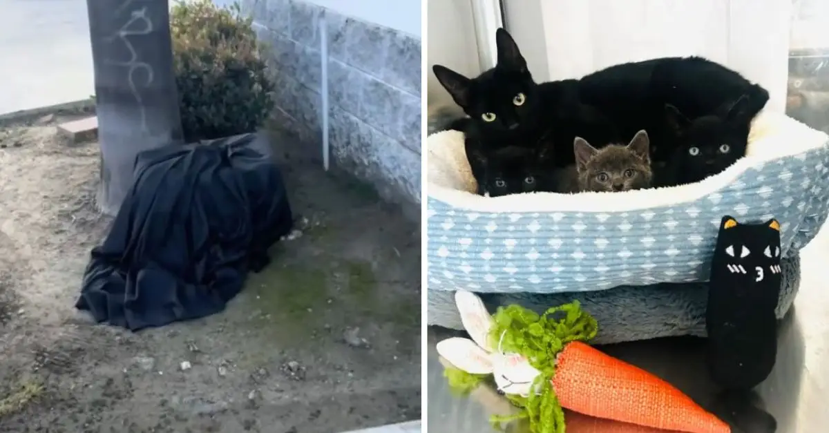 A California employee discovered an unusual blanket and was shocked to find what was underneath it: abandoned kittens
