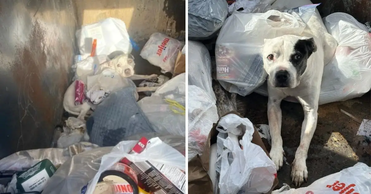 Michigan woman shocked after finding abandoned dog inside dumpster