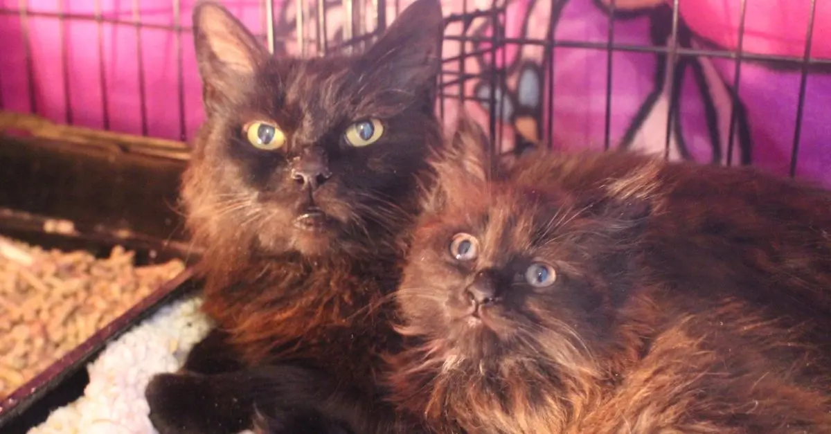 Kitten was almost abandoned but luckily got back to life thanks to the rescue team