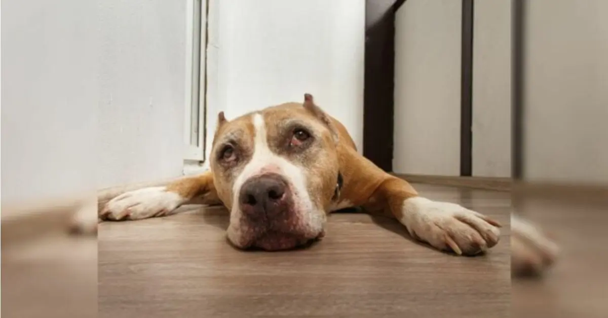 A Dog That Lost Her Companions Due To Animal Control Approached An Unfamiliar Porch Seeking Assistance