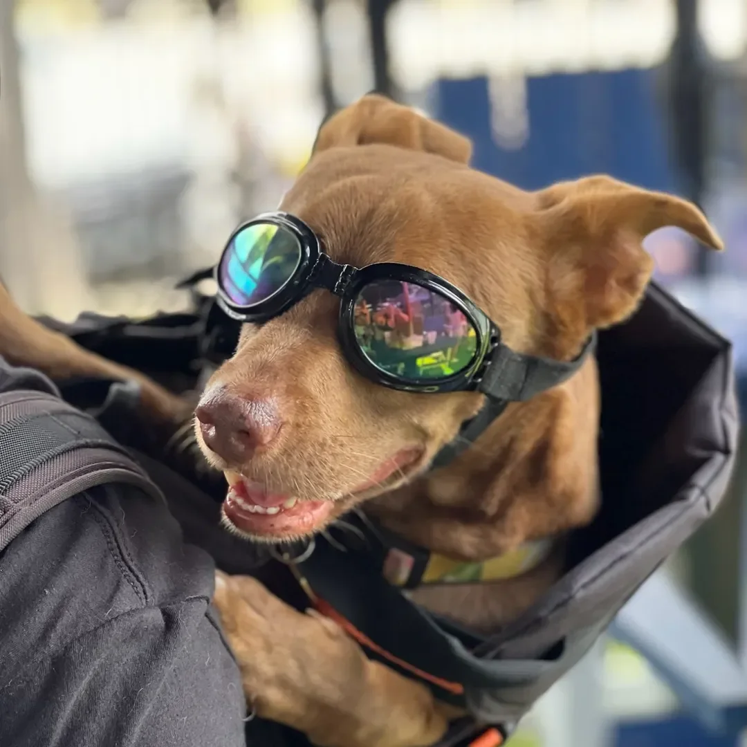 Florida rescuers were perplexed when the owner brought the puppy back to the shelter due to his hyperactivity