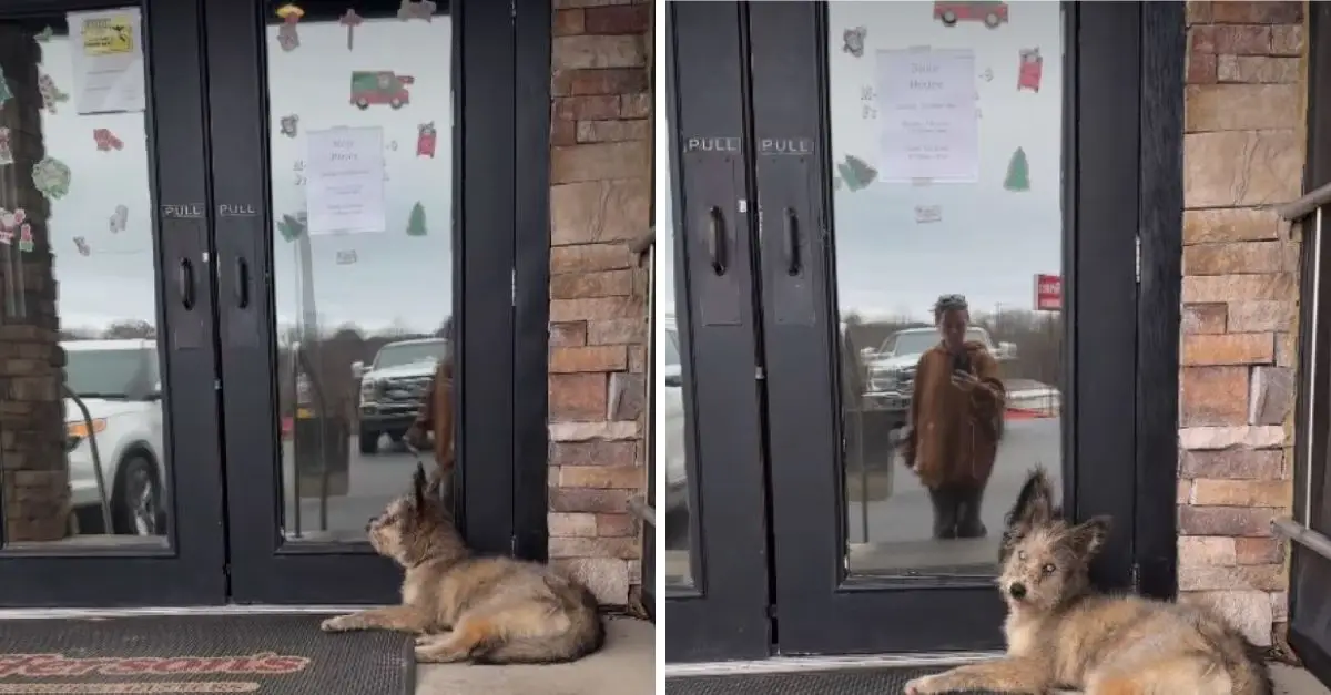 A blind dog is curled up outside a diner in Georgia, yearning for someone to extend kindness to him