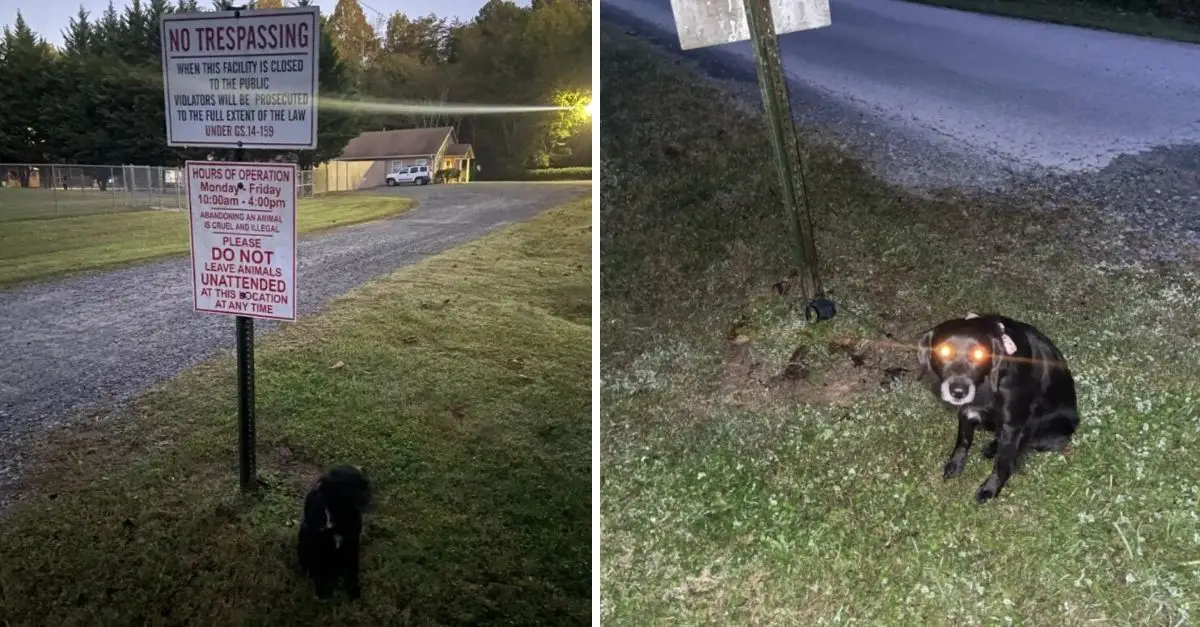 Astonishment as a North Carolina shelter discovers a dog left behind next to a ‘Do Not Leave Animals’ sign