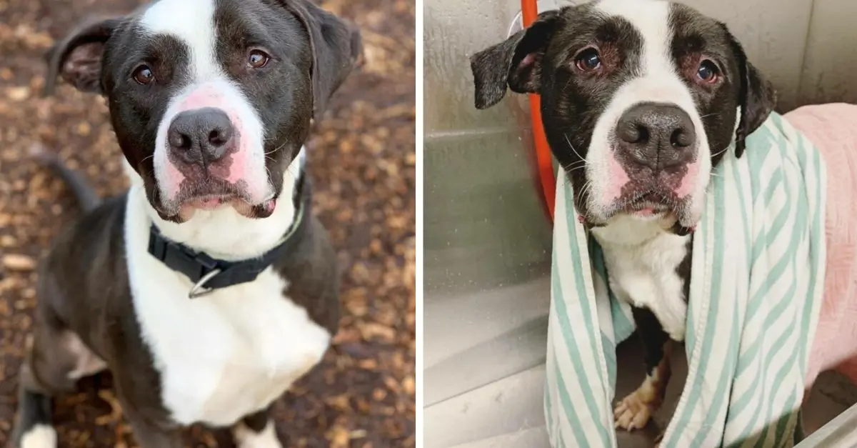 A Kind Canine Who Resided for a Decade in a Washington Shelter Continues to Aspire for a Permanent Home