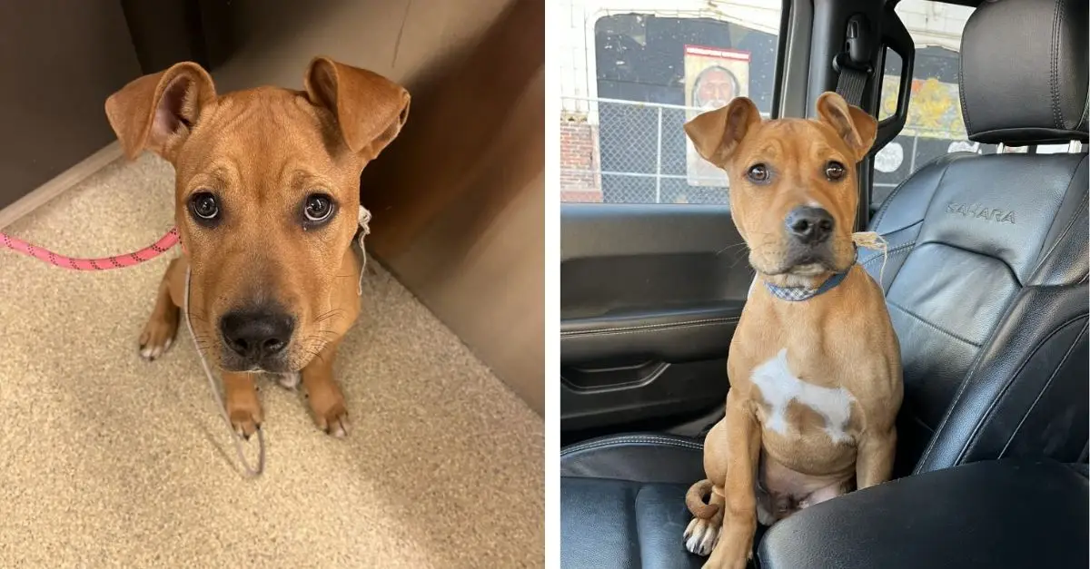 A woman in Missouri was taken aback upon finding a trembling dog that had been left behind and secured near a public dumpster