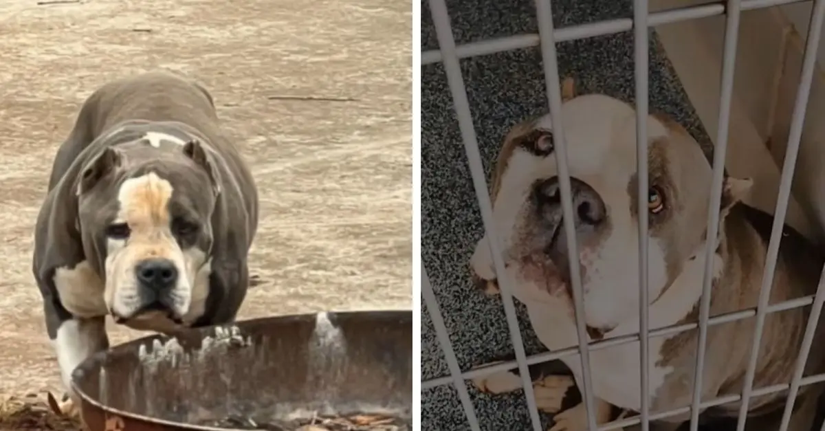 A woman from North Carolina brought home a frightened shelter puppy for a single night, unaware that her life was about to transform completely