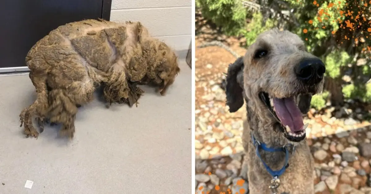 Utah Labradoodle’s Amazing Transformation From Abandoned With Severe Matting To Gorgeous Looks That Amazes Everyone